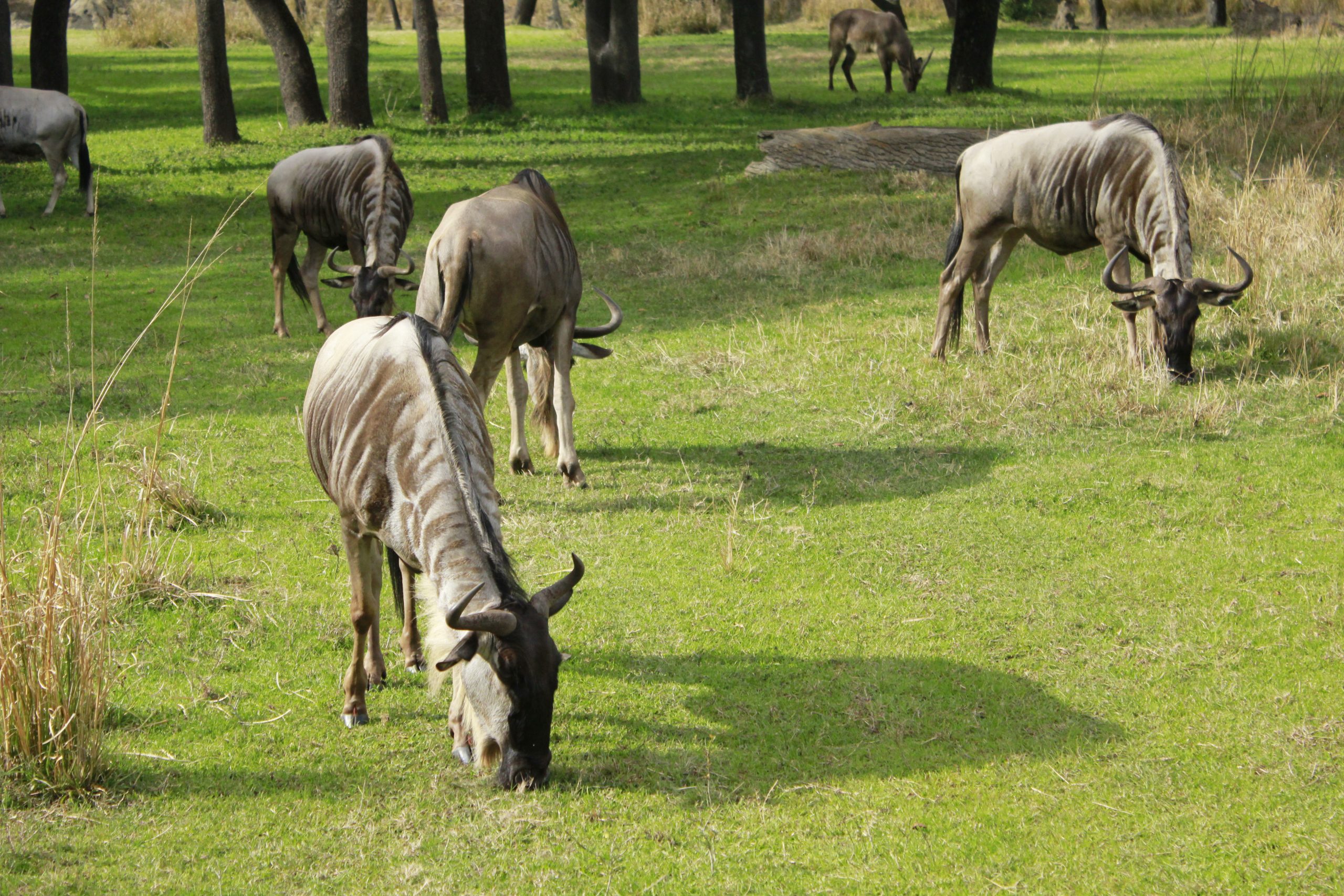África en Animal Kingdom